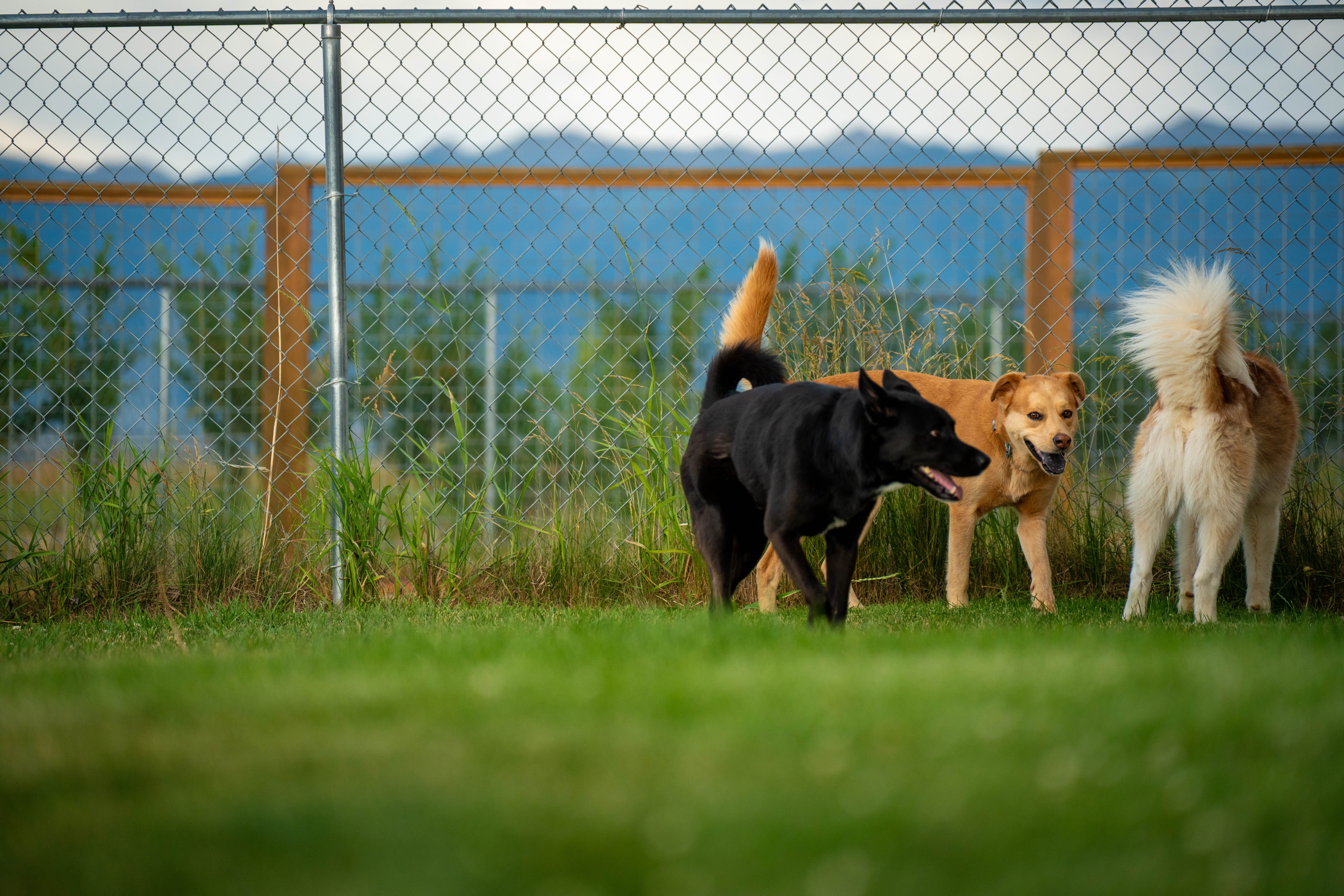 Dog resting comfortably in a boarding suite
