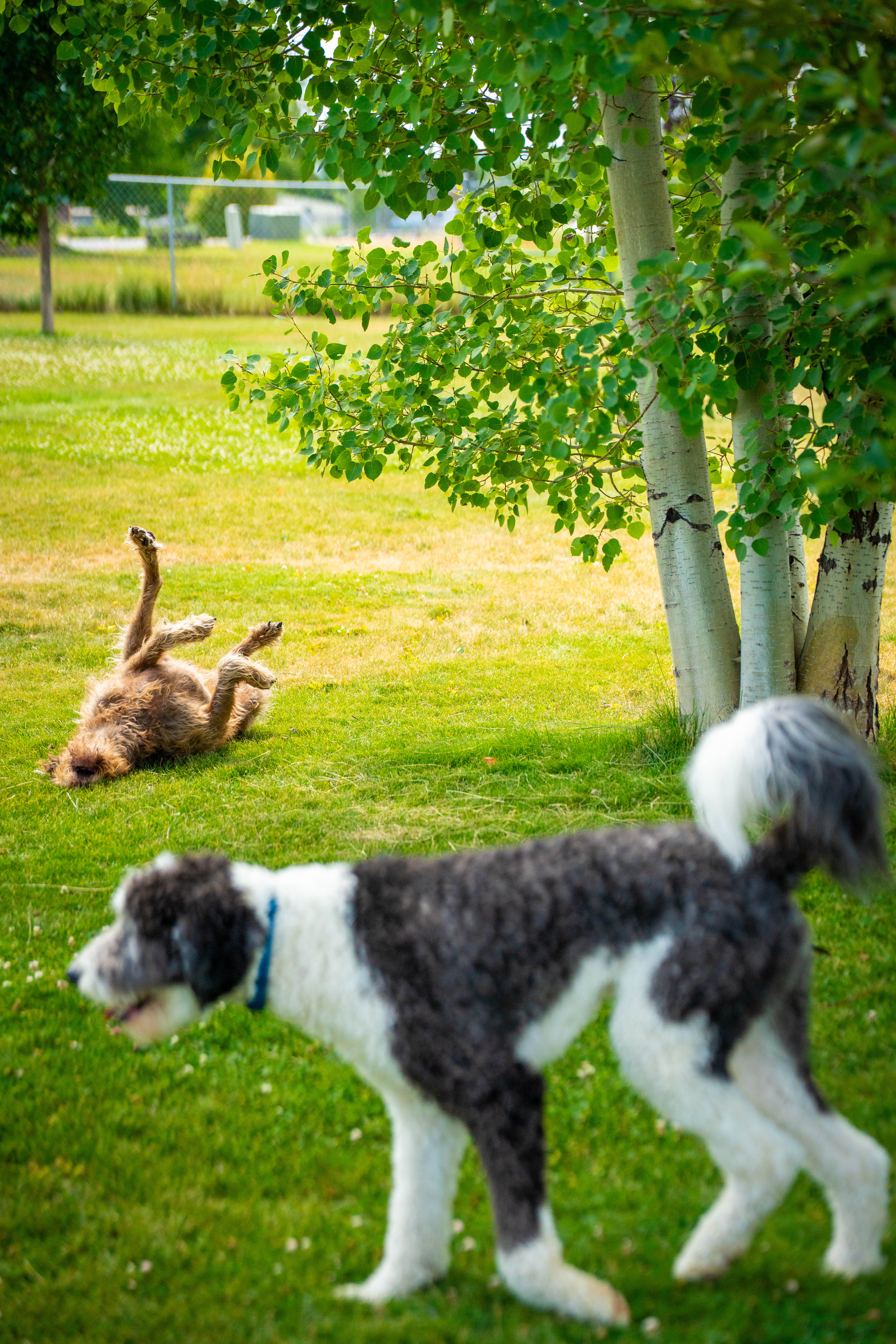 Dogs playing in a secure outdoor area