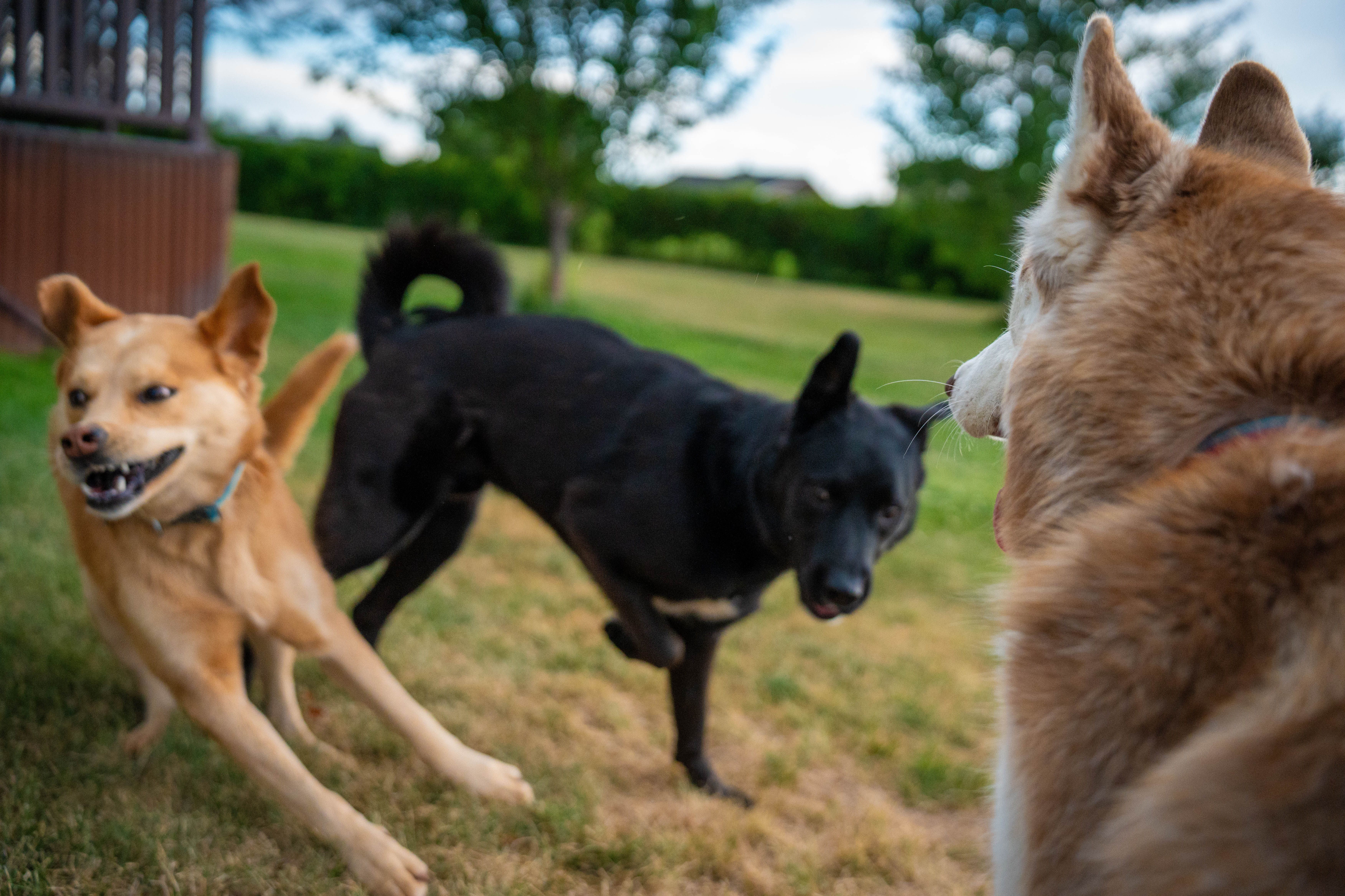 Spacious pet boarding suite