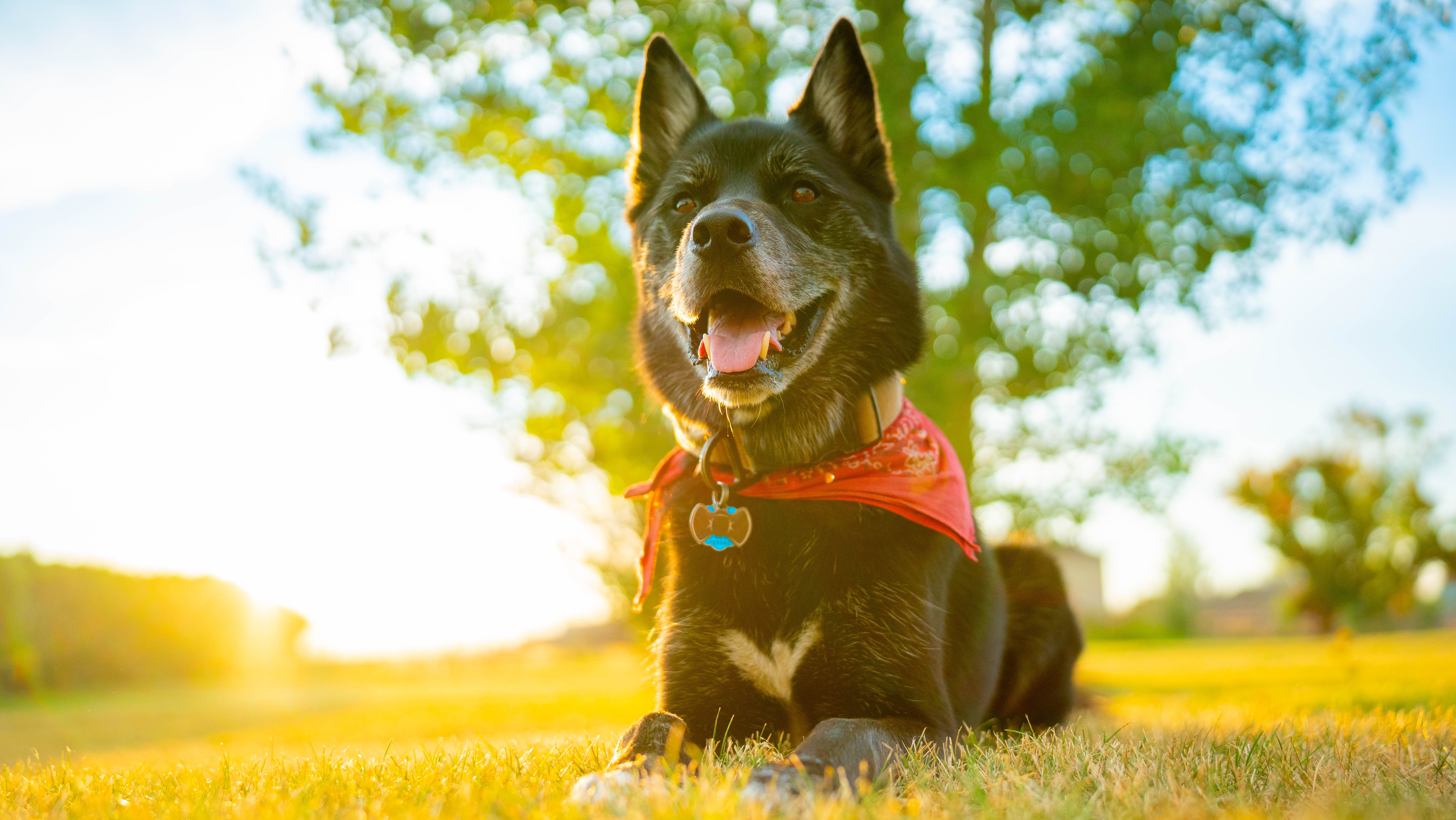 Where Paws Feel at Home