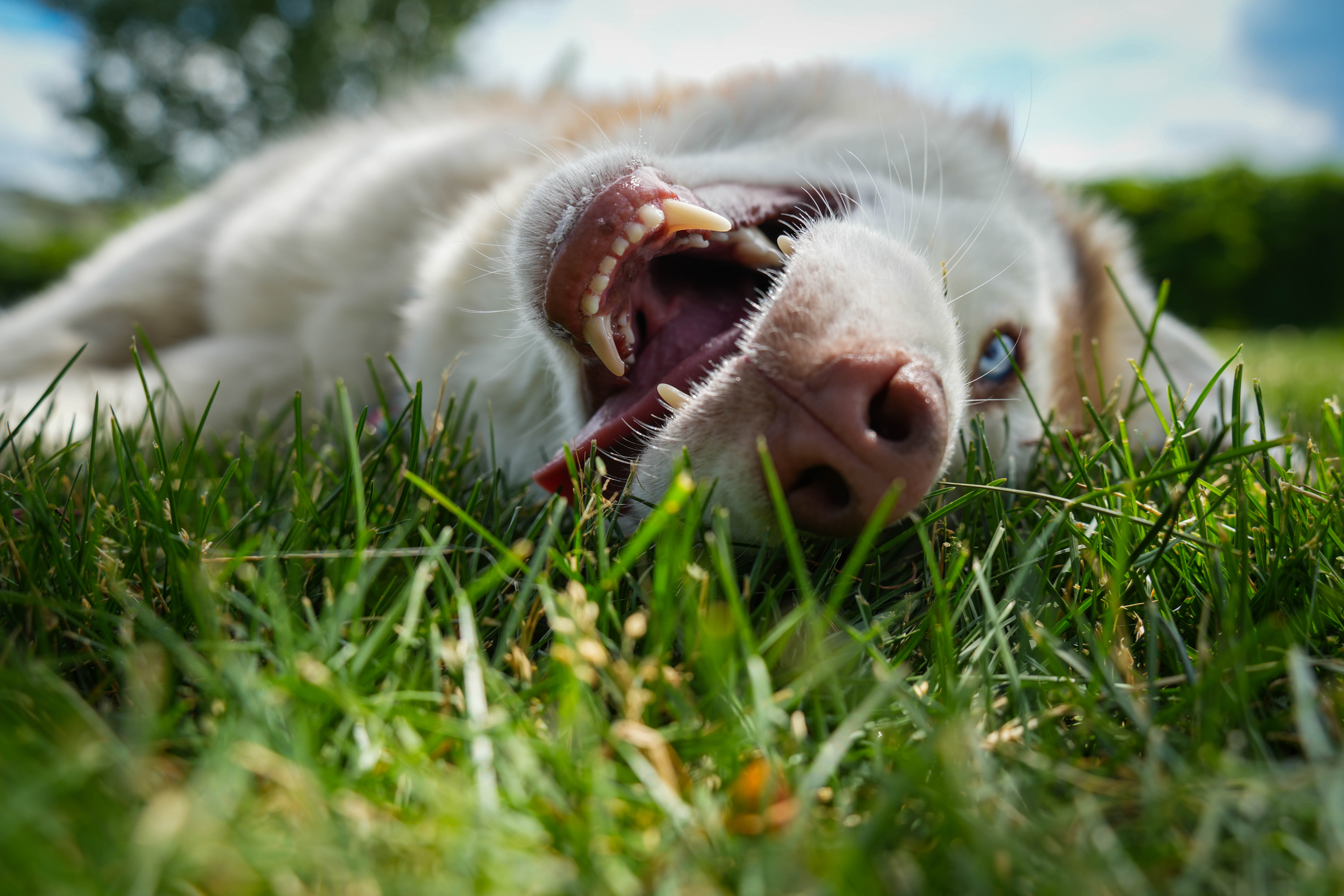 Tail-Wagging Comfort