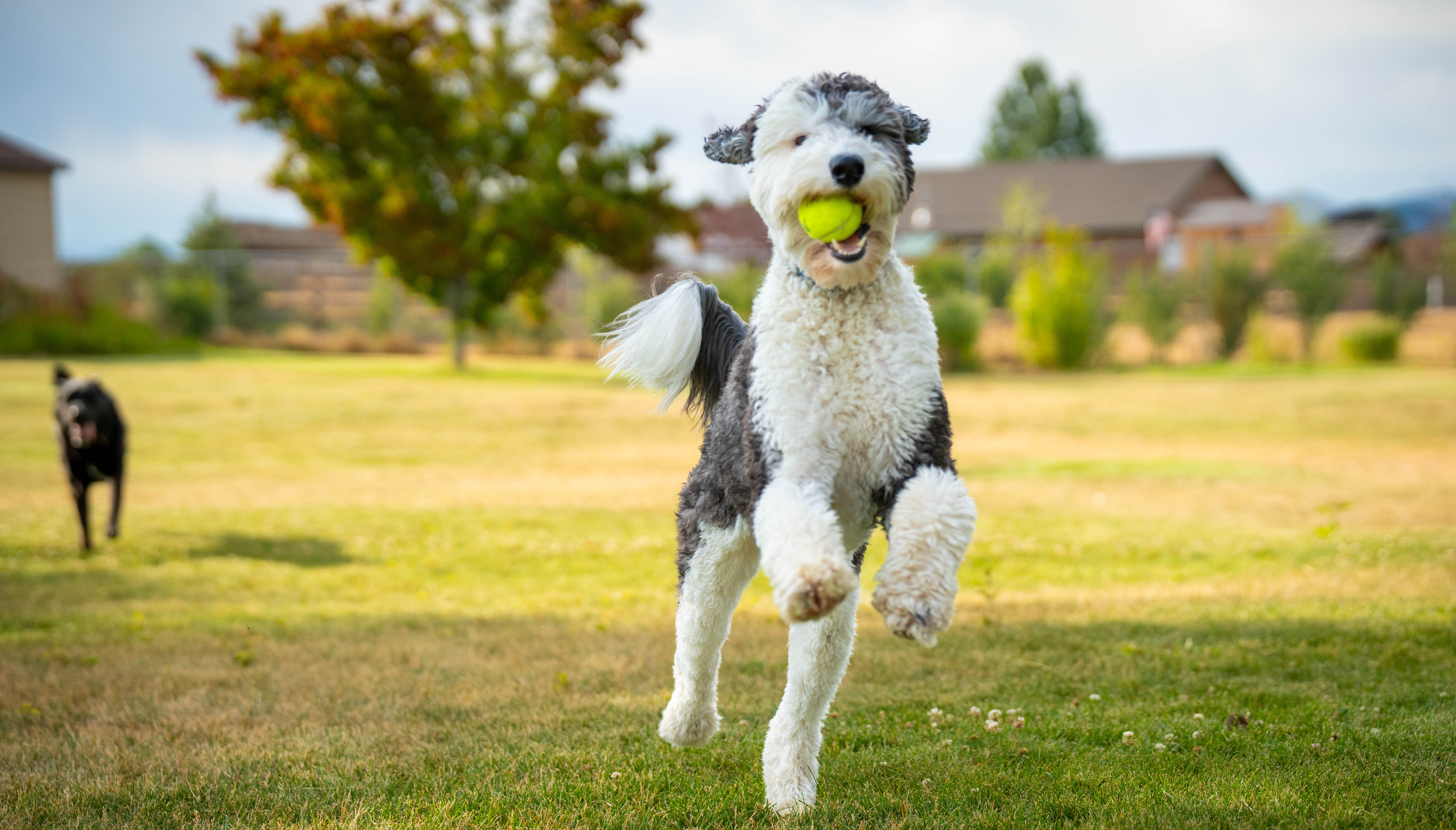 Personalized Attention