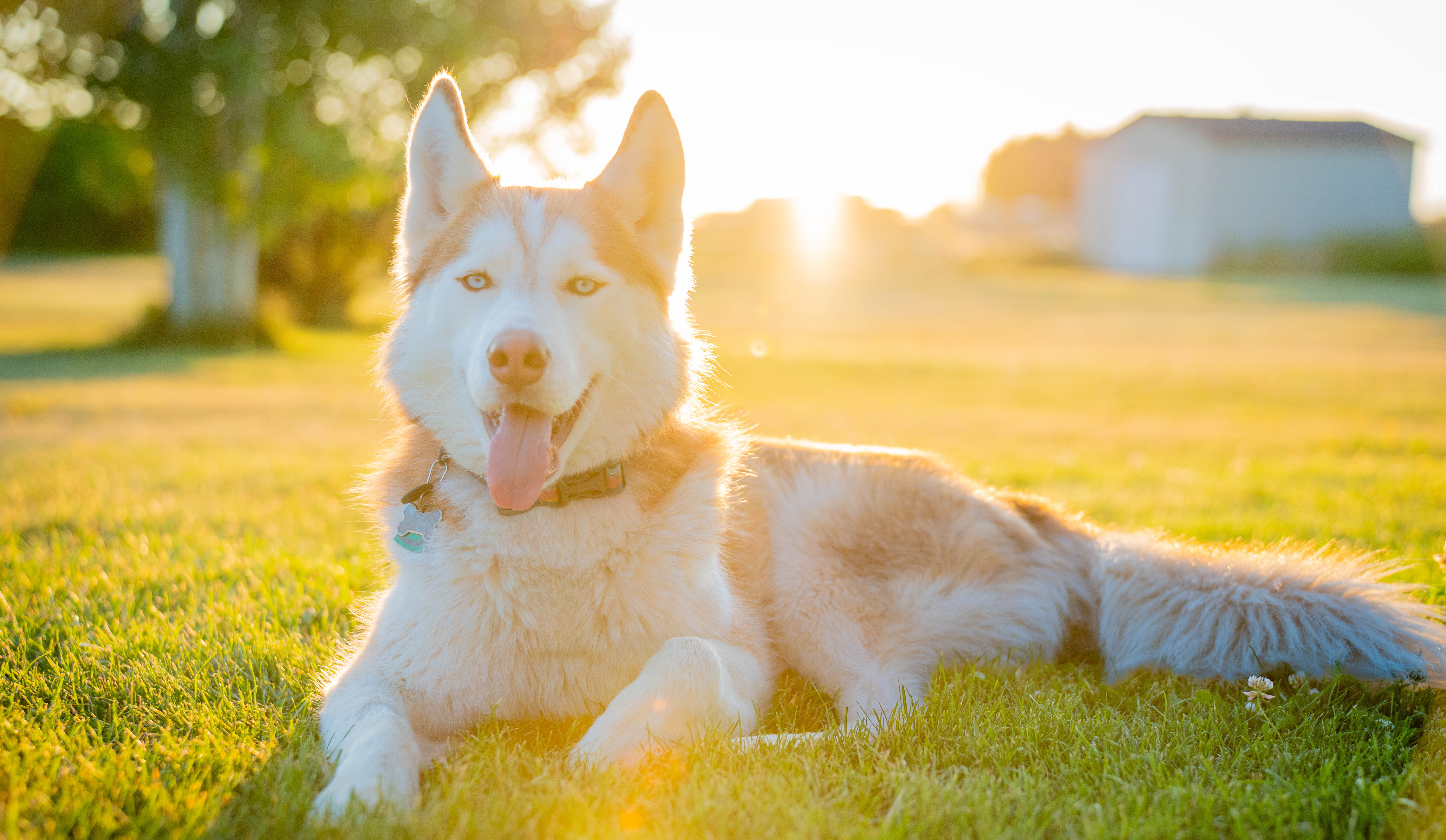 Dog posing during boarding stay