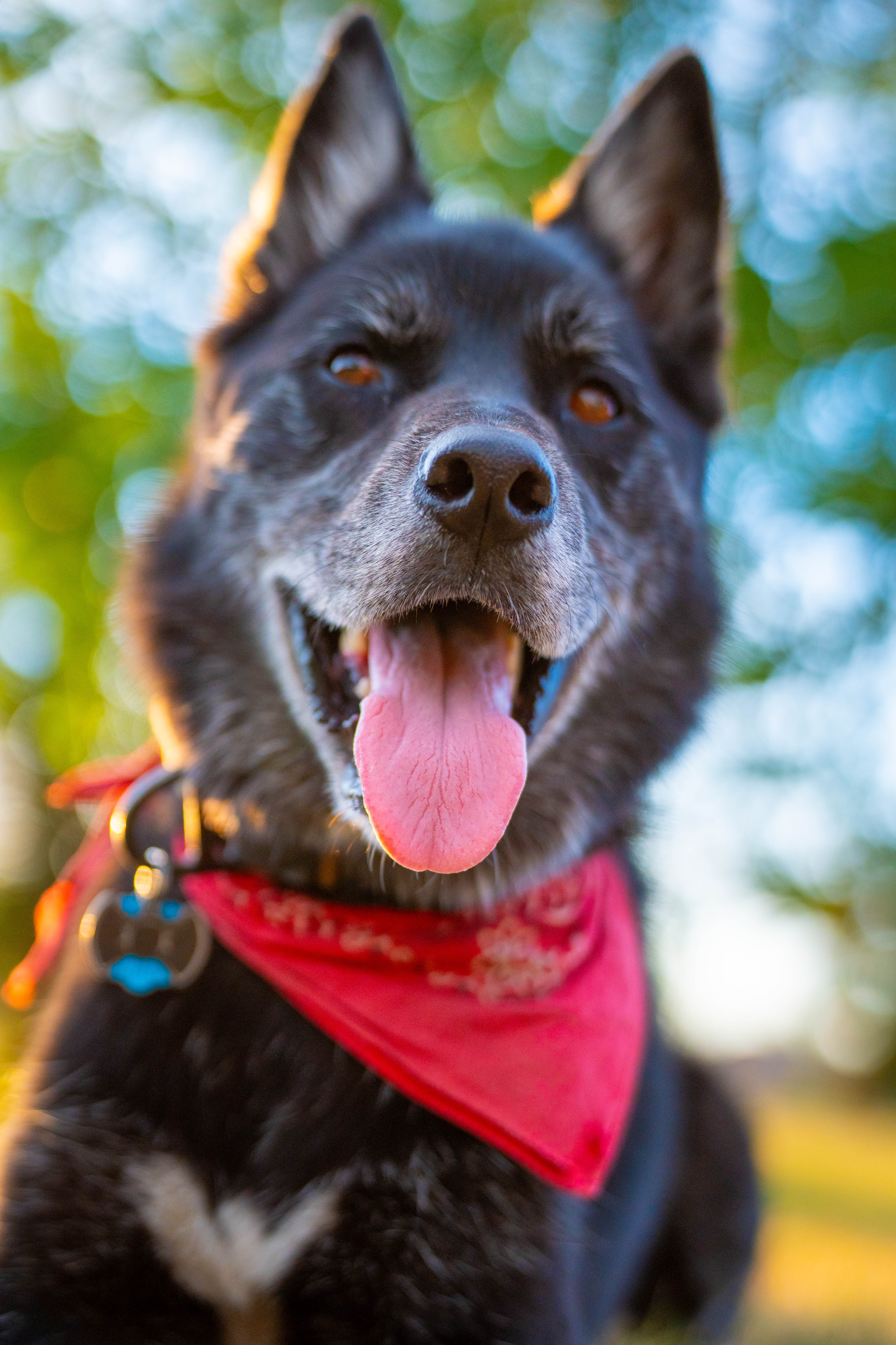 Pet lounging in a cozy suite