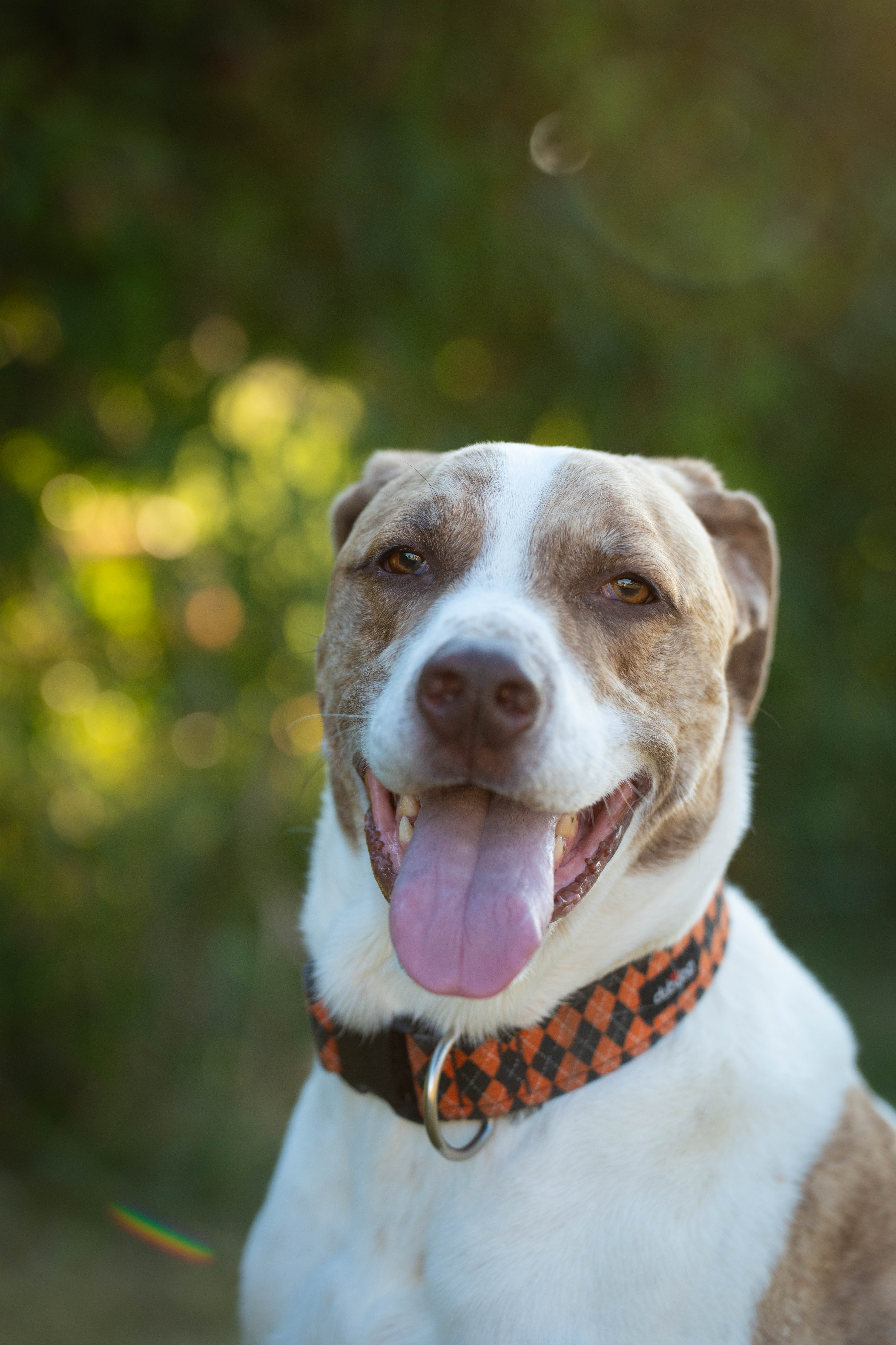Close-up of pet’s expressive eyes