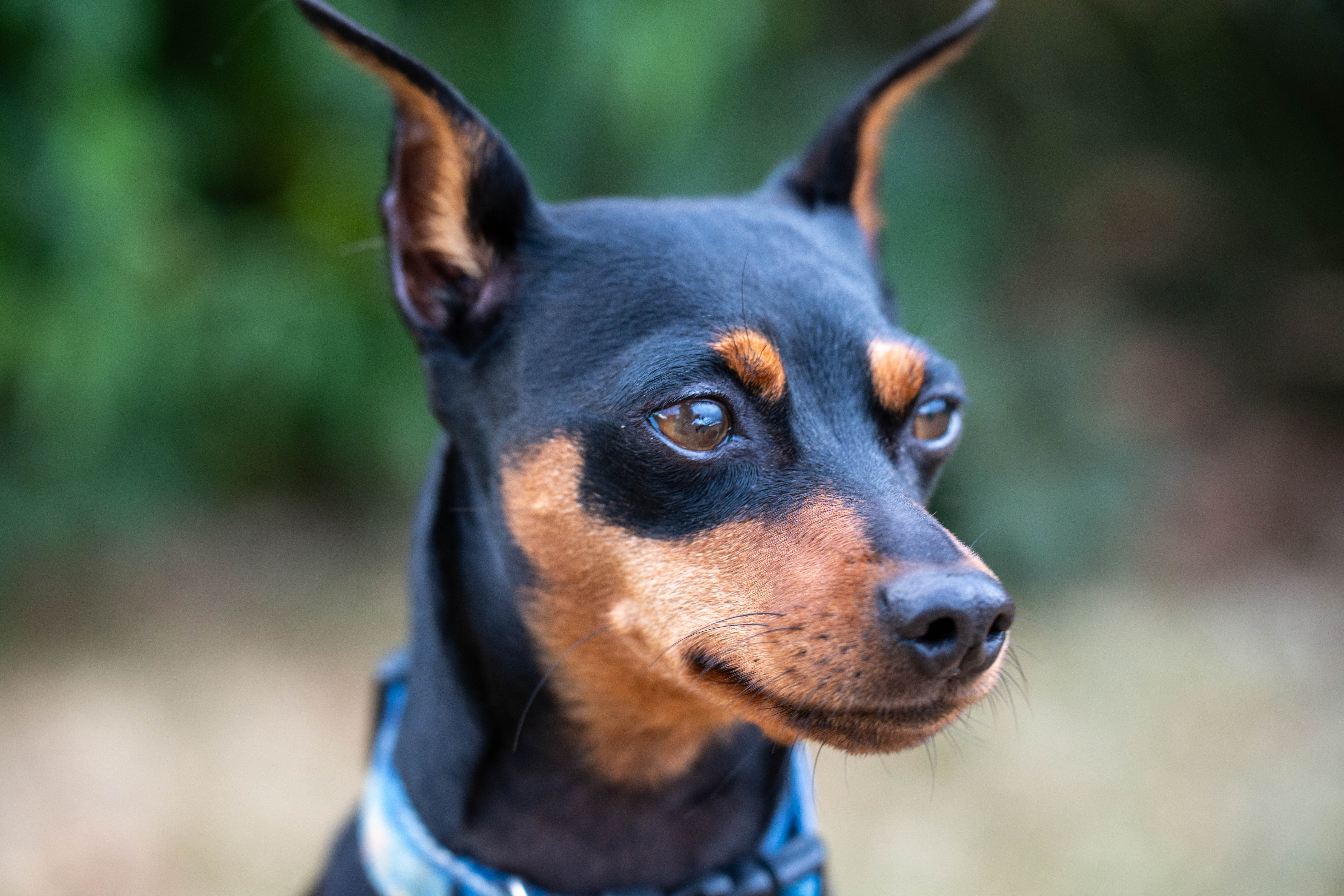 Dog mid-run in play yard