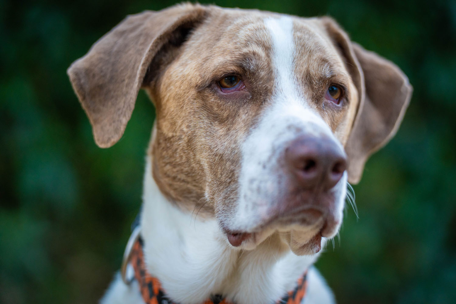 Professional Photography